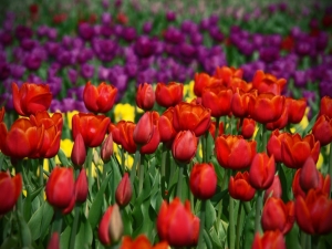 Flower Field Wallpaper Backgrounds Desktop Free Images