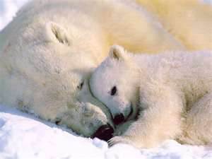Bear Wallpaper Pet Funnies Pets And Animals Wallpaper