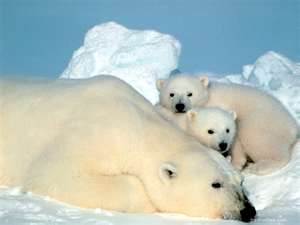 Polar Bear Cubs Wallpaper Download 1024x768 Freefunfiles A