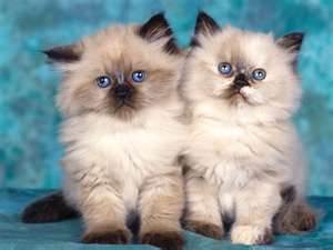 Cute Cats Wallpapers Hq 1600x1200 Photo 29 Of 65 Phombo