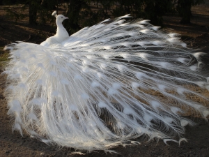 Albino Peacock Wallpaper