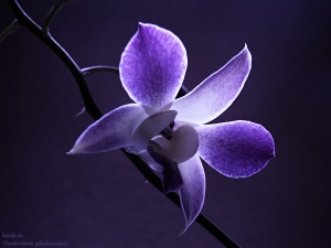 Per Visualizzare Lo Sfondo Di Orchidea Viola In Dimensioni