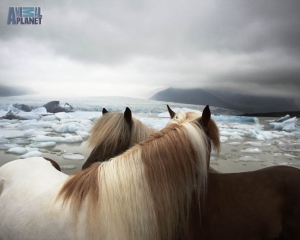 Animal Pla Wallpaper Download Horses