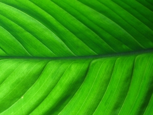 Texture Of The Year Free Download Leaf High Resolution