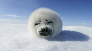 Hintergrundbilder Natur Amp Tiere Bersicht Baby Seal