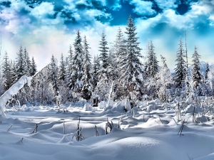 Free Wallpapers Evergreen Forest Under Deep Snow Wallpaper