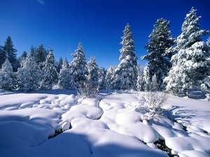 Best Wallpapers
