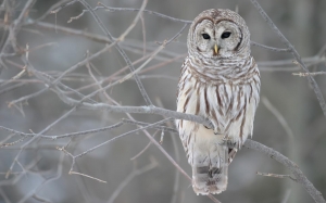 Hd Wallpapers 1440x900 Animals Barred Owl